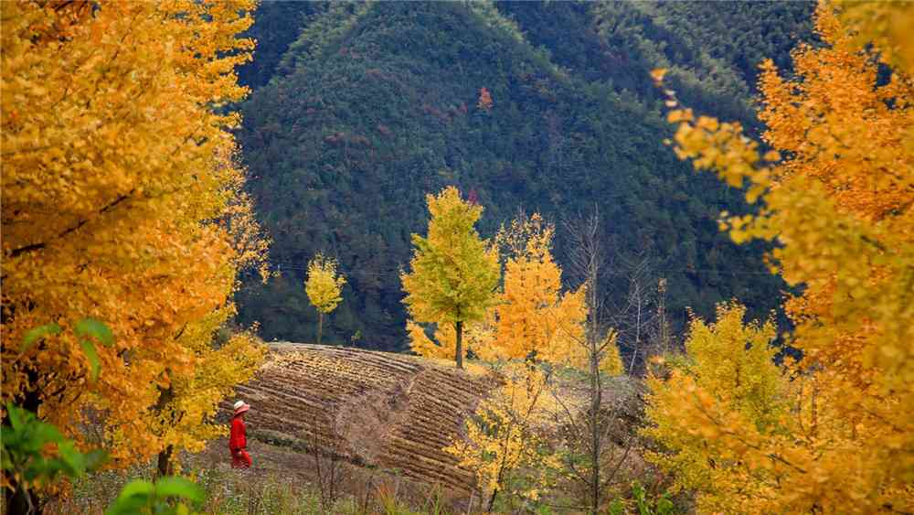 磐安红枫古道秋季景色好看吗？