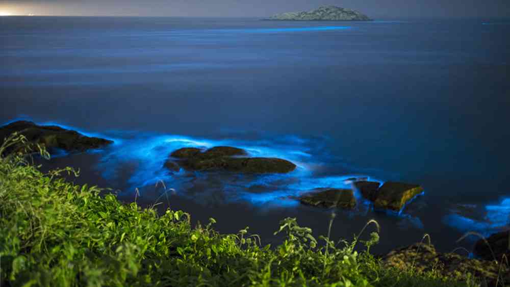 花鸟岛荧光海滩出现时间，几月份有荧光海