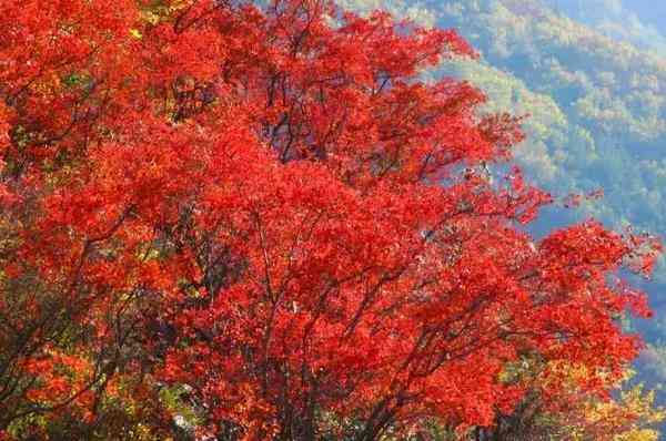 四川赏枫叶最全指南