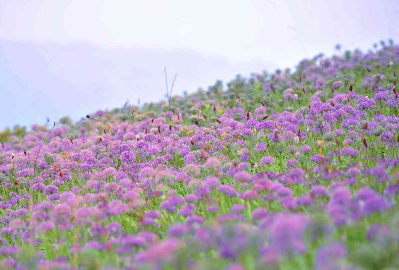 紫色花海，贵州屋脊韭菜坪最佳旅游时间