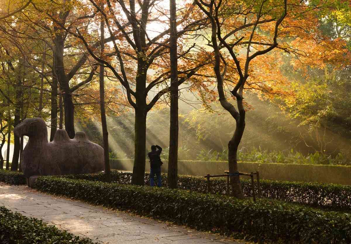 金陵的金秋，去南京感受把天凉好个秋！
