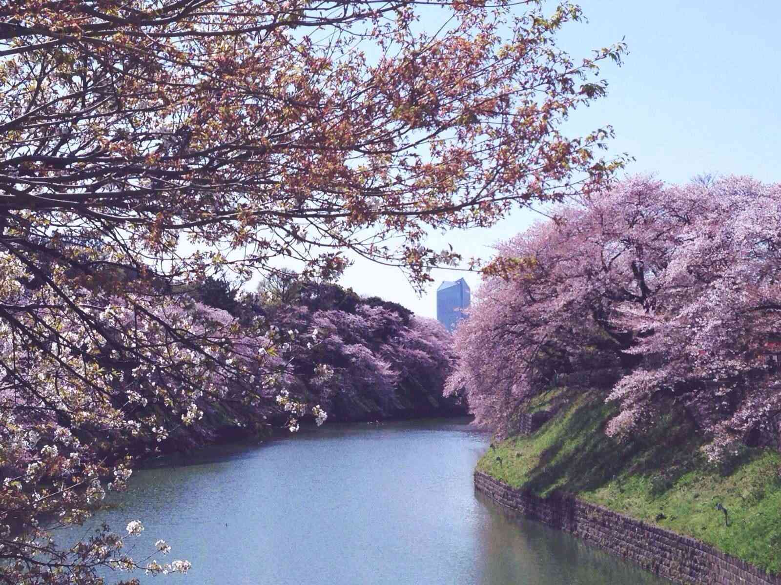 日本樱花季—最详细赏樱花期