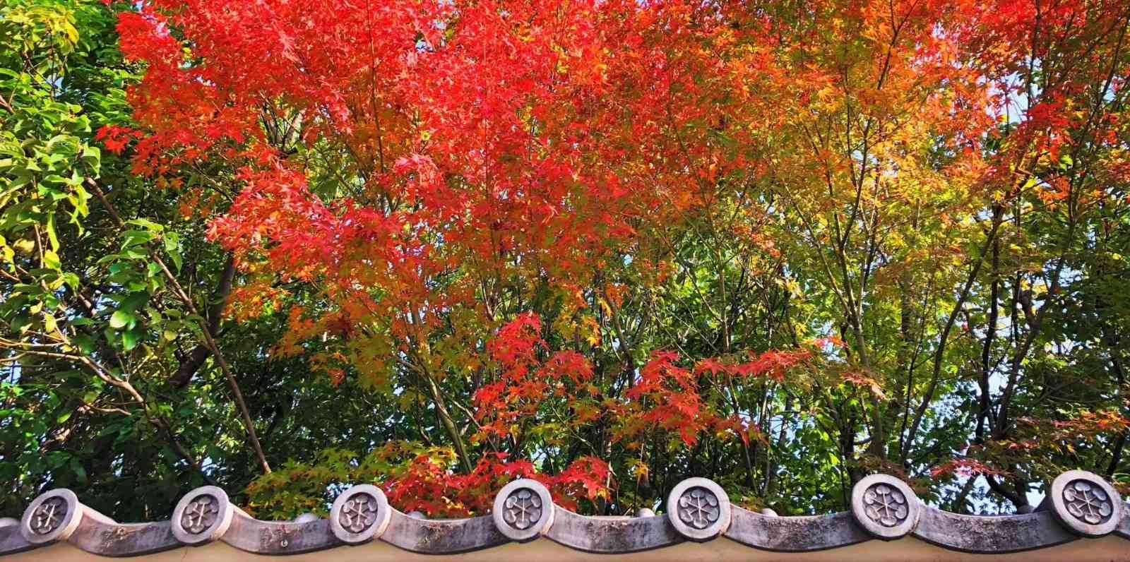 日本枫叶什么时候红？日本红叶季攻略，赏枫时间地点推荐