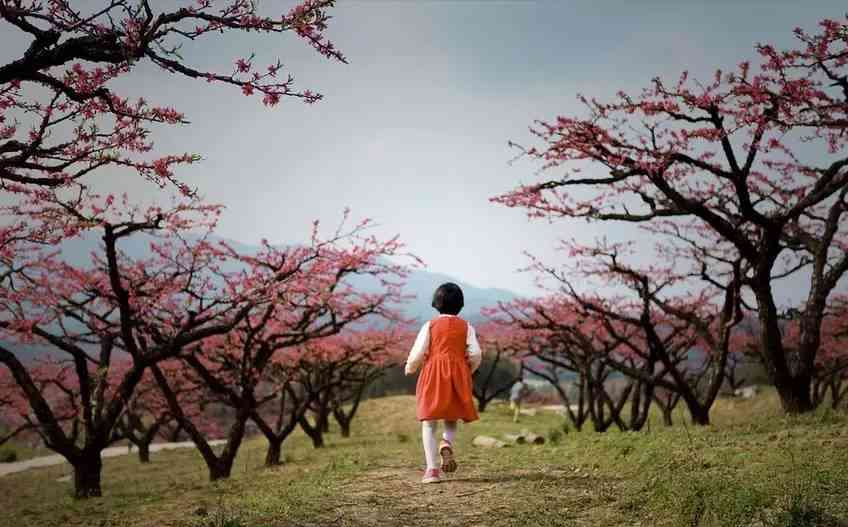 来贵州，不得不去的桃花观赏地