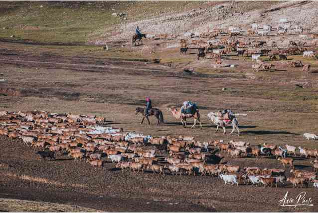 北疆阿勒泰旅游什么季节去？阿勒泰牛羊大转场值得看吗？