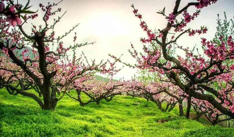 来贵州，不得不去的桃花观赏地