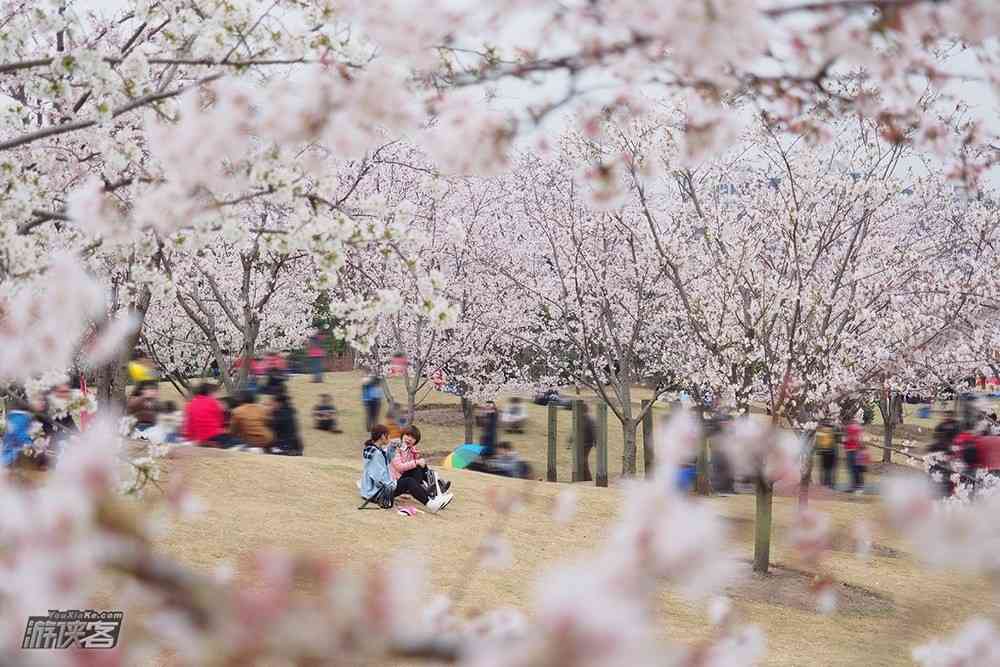 2018武汉樱花什么时候开，去哪些景点看樱花