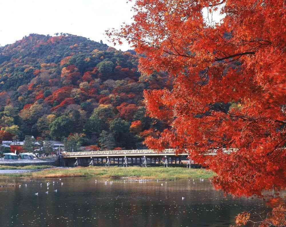 日本红叶季来临，去京都岚山赏枫最佳欣赏时间出炉