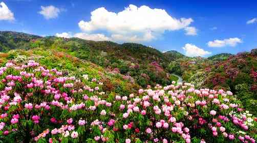 春天去贵州旅游，贵州杜鹃花赏花攻略看这里
