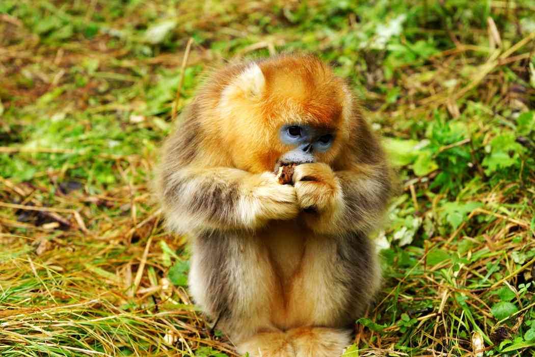 秦岭旅游拍金丝猴要注意什么？