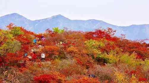 坡峰岭红叶节开幕了吗？坡峰岭红叶最佳观赏时间