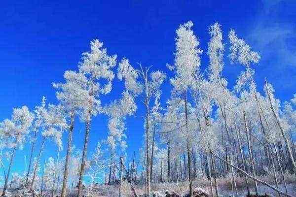 呼伦贝尔的雪值得你一去