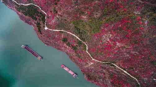 长江三峡红叶几月份开始变红？三峡红叶观赏指南