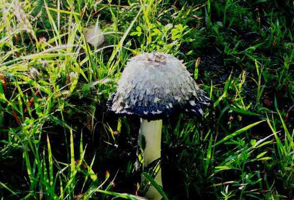 在木兰围场坝上采蘑菇——教你如何辨别可食用与有毒