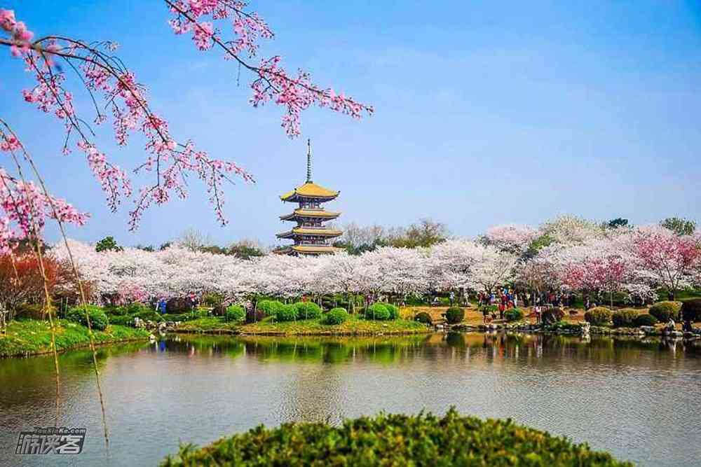 2018武汉樱花什么时候开，去哪些景点看樱花