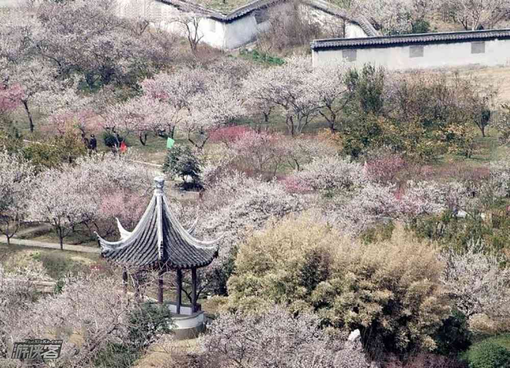 上海周边赏花去哪里