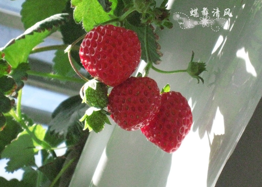 草莓博览园