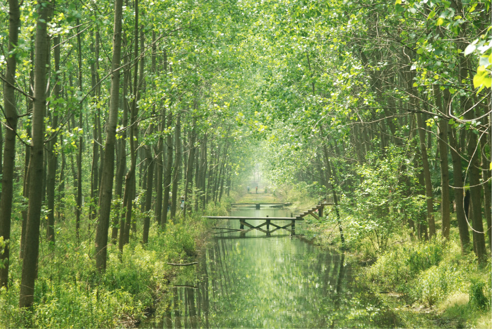 合肥滨湖湿地森林公园