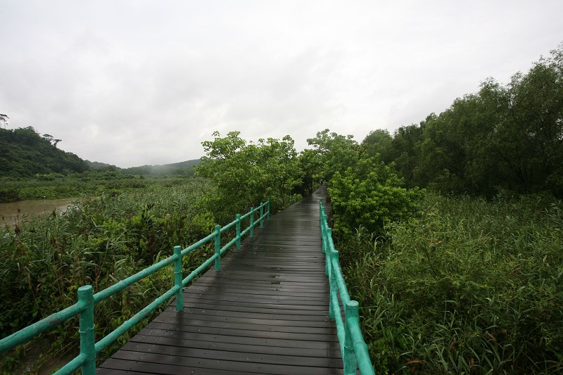 淇澳红树林湿地生态园