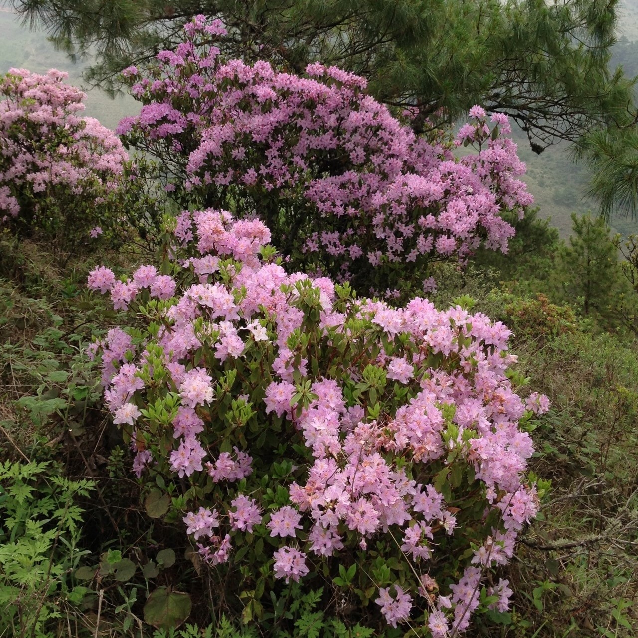 梁王山