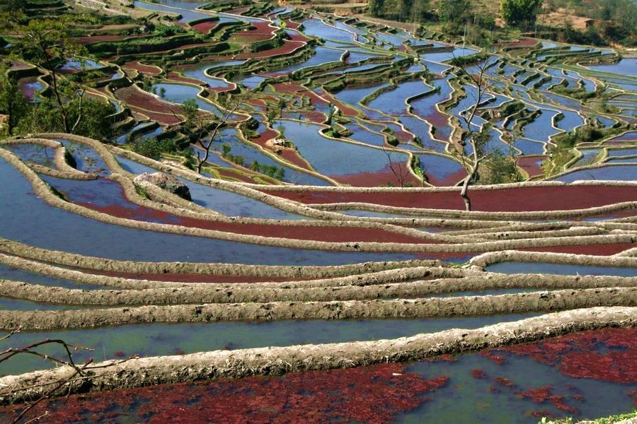 龙树坝梯田