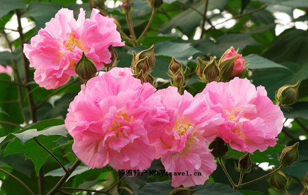 蝶屏花卉苗木