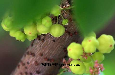 “狮头”油甘