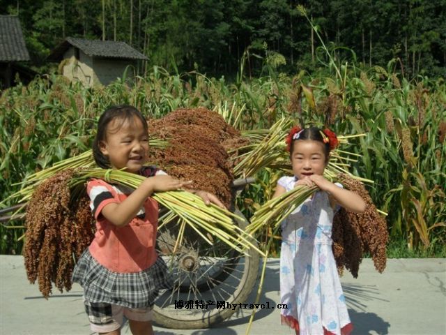 彭水高粱