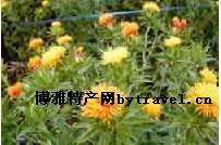 川红花