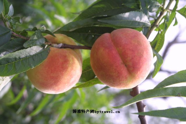 中山公园水蜜桃