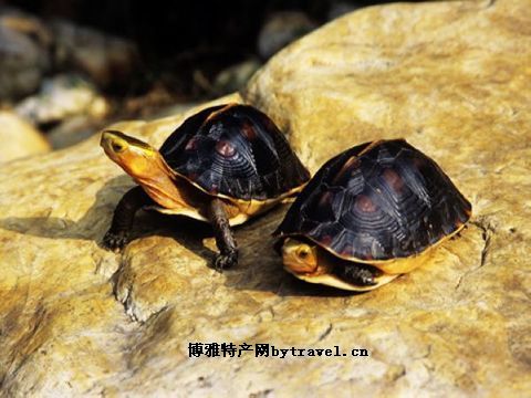 金甲龟