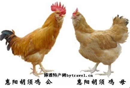 石坝“三黄鸡”