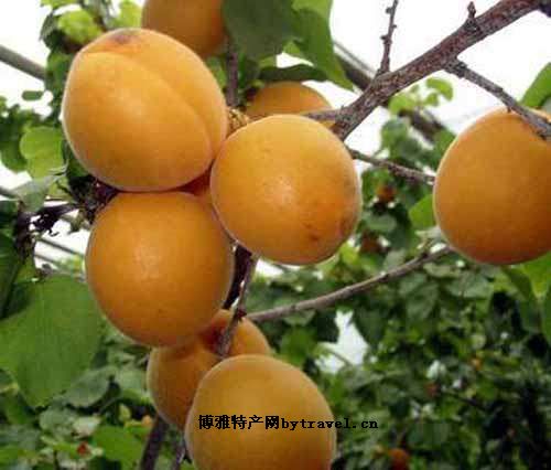 鄂尔多斯酸毛杏