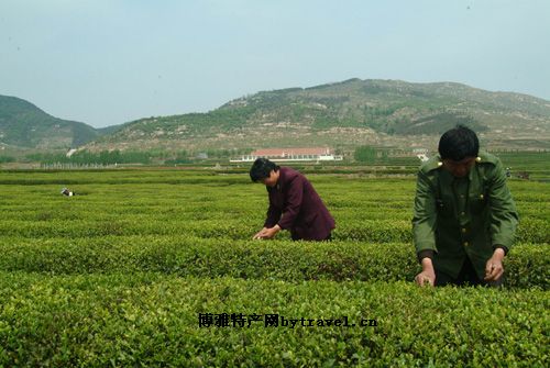 巨峰茶叶