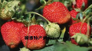 长虹草莓