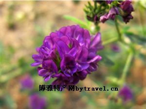 沾化苜蓿