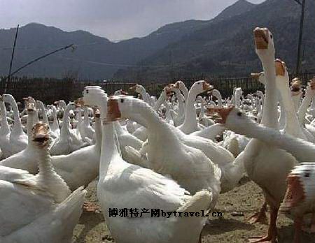 开江白鹅