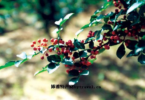 耀县花椒