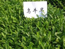 永嘉乌牛早
