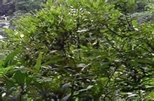 水满茶