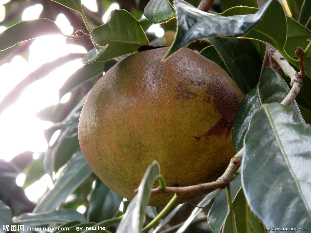 广西桂林灌阳油茶