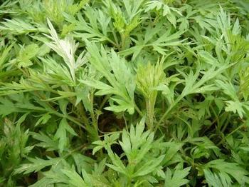 艾草