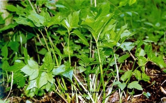 黑里河山野菜