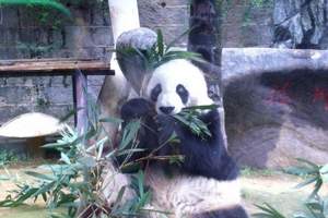 福州熊猫世界